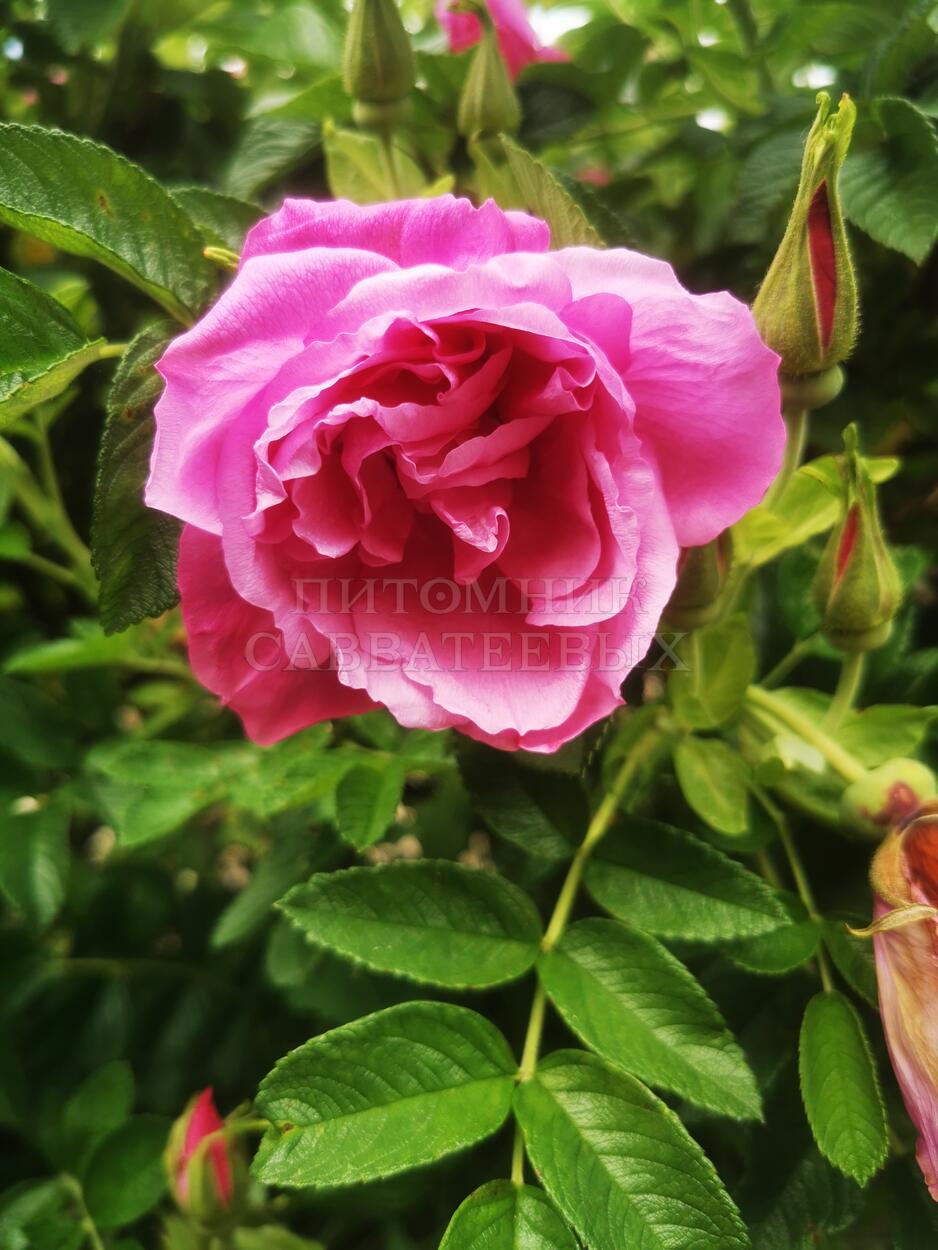 Роза ругоза "Пинк Роудраннер" – фото 6