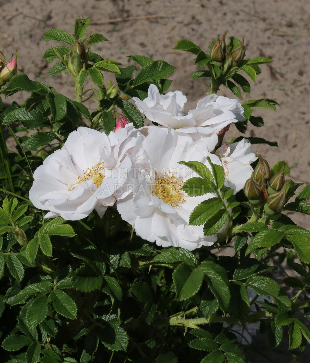 Роза ругоза "Генри Хадсон" – фото 2
