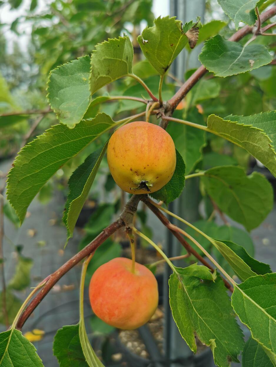 Яблоня хубейская – фото 4