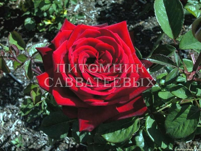 Роза "Бургунд" – фото 1