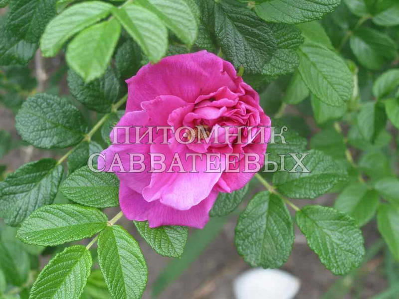 Роза "Мой Хаммамберг" – фото 1