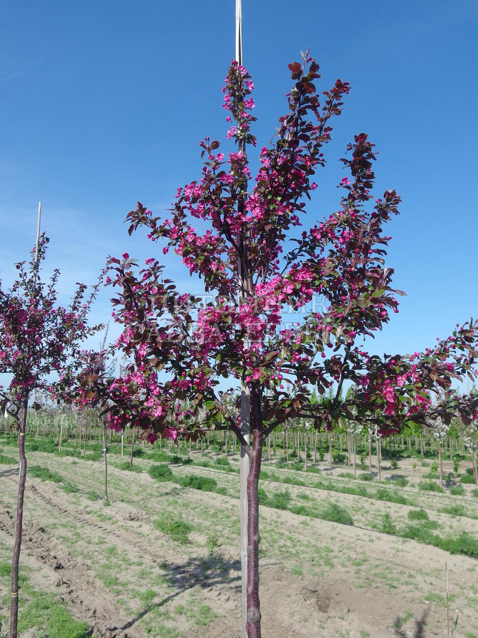 Декоративные яблони купить. Яблоня 'Скарлет', Malus 'Scarlet',. Яблоня краснолистная Скарлет. Яблоня декоративная Скарлетт. Яблоня декоротивная Скарлет.