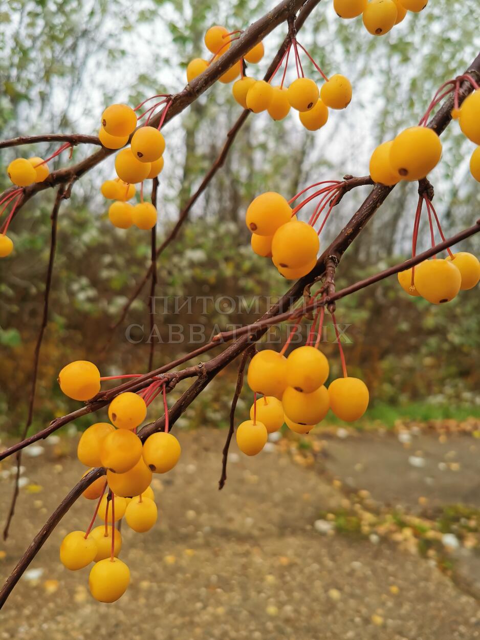 Яблоня сахалинская "Пендула" – фото 15