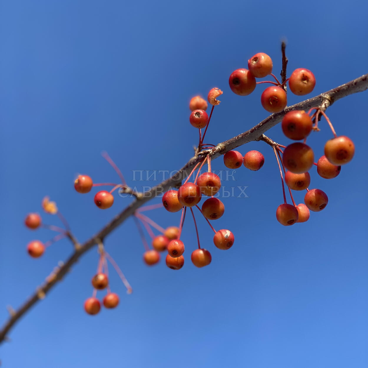 Яблоня сахалинская "Пендула" – фото 16