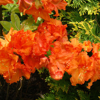 Рододендрон листопадный (Азалия крупноцветковая) "Гибралтар"