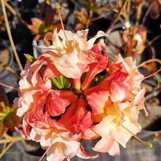Рододендрон листопадный (Азалия крупноцветковая) "Кеннонс Дабл"