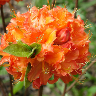Рододендрон листопадный (Азалия крупноцветковая) "Мандарин Лайтс"