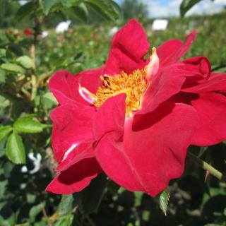 Роза ругоза "Ред Ругостар"