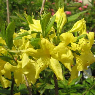 Рододендрон листопадный (Азалия крупноцветковая) "Аннек"