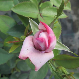 Роза "Индиголетта"