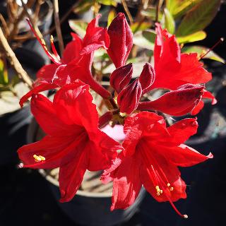 Рододендрон листопадный (Азалия крупноцветковая) "Набукко"