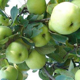 🍏 Саженцы яблони купить в Питомнике растений по выгодной цене оптом ирозницу в Москве, Туле, Белгороде