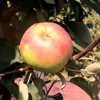Яблоня плодовая в ассортименте