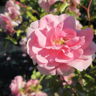 Роза "Боника 82"