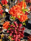 Рододендрон листопадный (Азалия крупноцветковая) "Гибралтар" – фото 3
