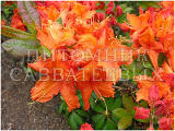 Рододендрон листопадный (Азалия крупноцветковая) "Гибралтар" – фото 2
