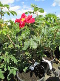 Роза ругоза "Ред Ругостар" – фото 2