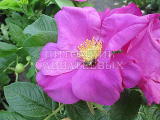Роза ругоза "Скаброза" – фото 2
