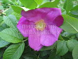 Роза ругоза "Скаброза" – фото 4