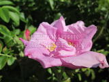 Роза ругоза "Цверг" – фото 2
