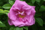 Роза ругоза "Цверг" – фото 6