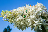 Гортензия метельчатая "Грандифлора" – фото 2