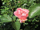 Роза "Соммервинд" – фото 2