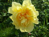 Роза ругоза "Гелбе Дагмар Хаструп" – фото 2