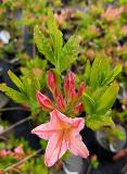 Рододендрон листопадный (Азалия крупноцветковая) "Шанель" – фото 2