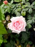 Роза "Пети Трианон" – фото 2