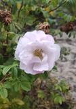 Роза ругоза "Генри Хадсон" – фото 4
