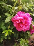 Роза ругоза "Смарт Роудраннер" – фото 4