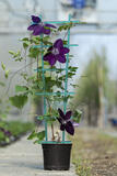 Клематис "Reiko Evipo088 Garland" – фото 2