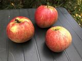 Яблоня "Осеннее полосатое" – фото 2