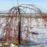 Яблоня сахалинская "Пендула" – фото 17