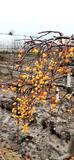 Яблоня сахалинская "Пендула" – фото 18