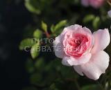 Роза "Боника 82" – фото 8