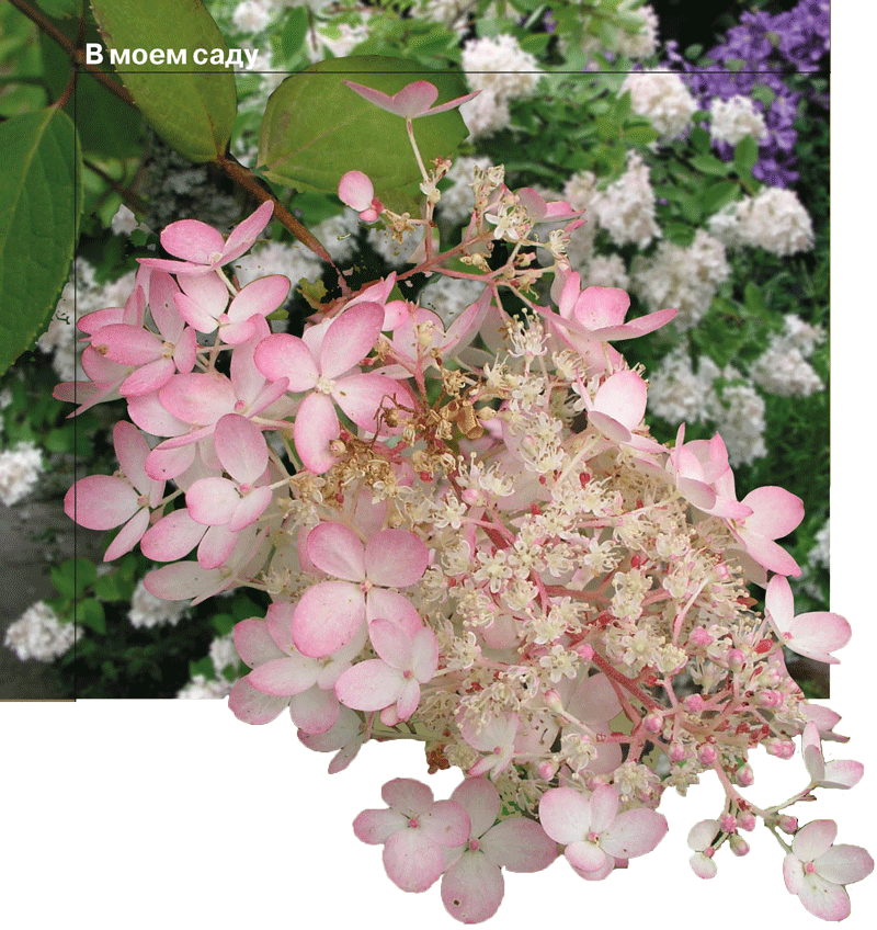 Гортензия метельчатая - краса осеннего сада