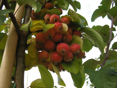 Декоративные яблони в 'Питомнике Савватеевых'