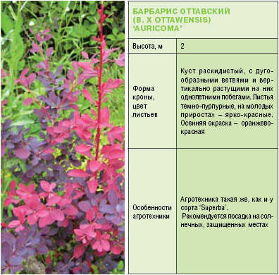 Личный состав. Барбарис, его разновидности и использование в садах