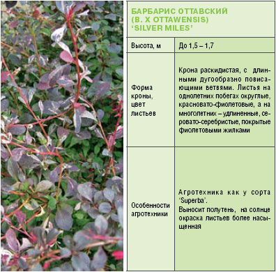 Личный состав. Барбарис, его разновидности и использование в садах